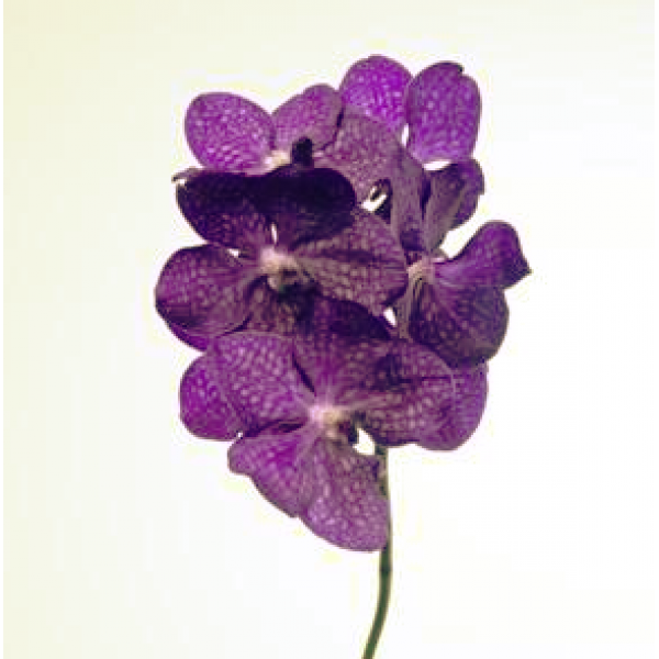 Орхидея Vanda Tayanee Blue